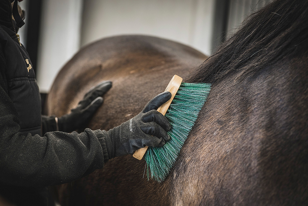 Under pälsfällning och pälssättning är det viktigt att fortsätta borsta men acceptera att hästen kan vara extra känslig. 