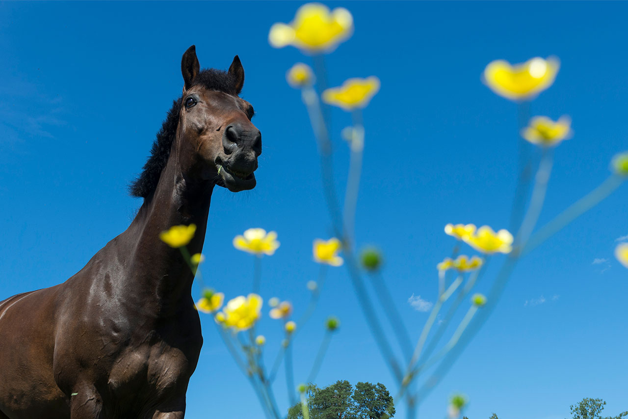 Häst i hage med smörblommor i förgrunden.