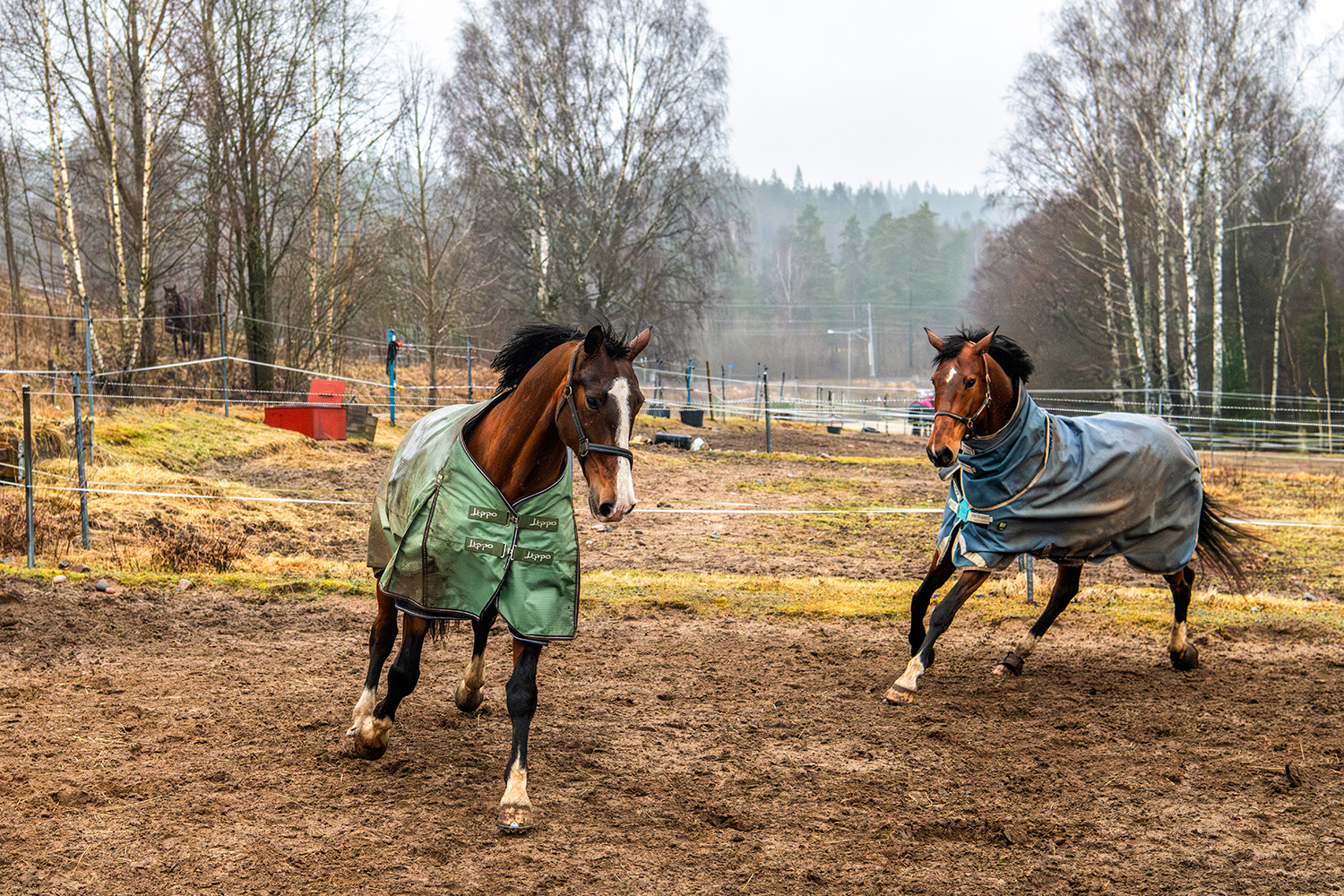 Häst, lera, lerig hage, Borås, flock, kompis, hästvälfärd