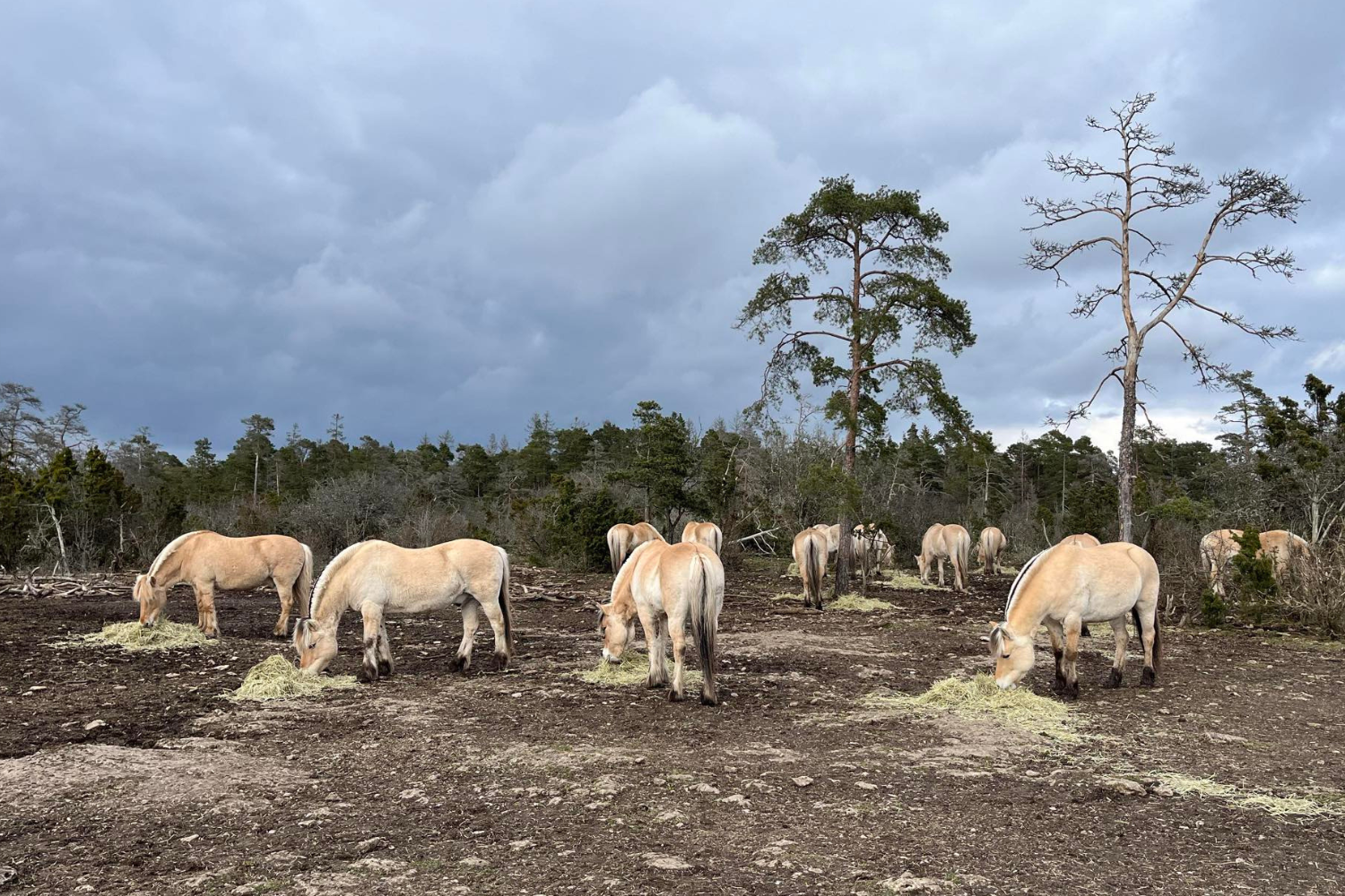 På Sindarve Gård på södra Gotland går cirka 30 fjordingar på lösdrift. Och åker hästbuss till och från jobbet ridskolan varje dag.